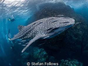 Too Much, Too Soon

Whale Shark - Rhincodon typus

Sa... by Stefan Follows 